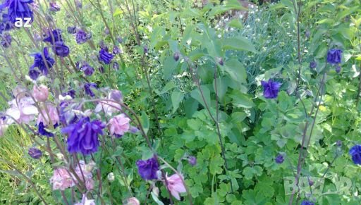 Камбанки, снимка 6 - Градински цветя и растения - 28219755