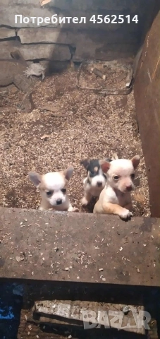 Продавам 3 пинчера