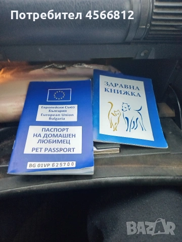 Немски шпиц , снимка 9 - Немски шпиц - 51460822