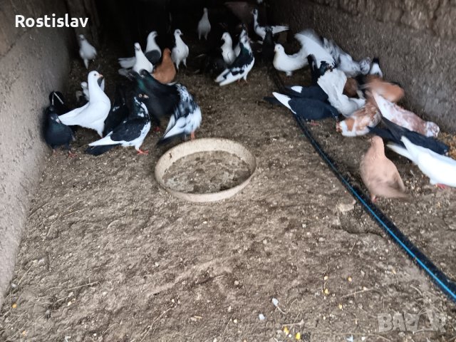 Гълаби , снимка 8 - Гълъби - 43241732