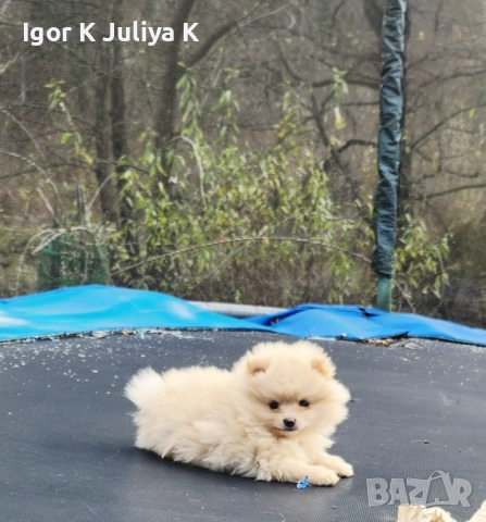 Уникални миниатюрни пухкави померани мини шпицове, снимка 8 - Померан - 49178159