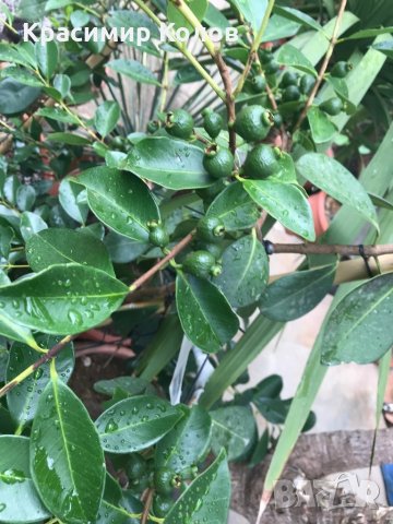 Ягодова гуава,Strawberry Guava, растения и семена, снимка 7 - Градински цветя и растения - 27183051