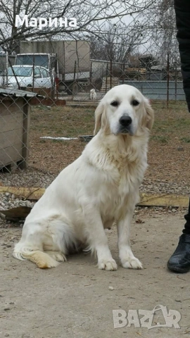 Голдън ретривър мъжки и женски, снимка 6 - Голдън ретривър - 53019010