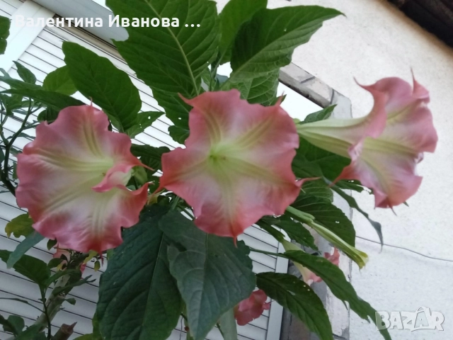 комплект 4бр ангелски тромпет , снимка 4 - Разсади - 52380470