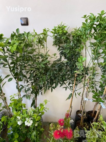 Лимон Мандарина Портокал Помело Лайм Лаймкуат Кумкуат Мандаринкуат, снимка 2 - Градински цветя и растения - 34694760