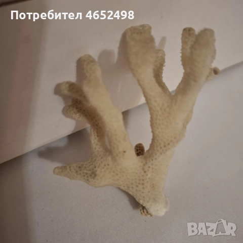Естествен Морски Корал, снимка 2 - Декорация за дома - 52481510