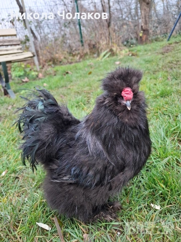 Американски копринки , снимка 4 - Кокошки и пуйки - 52495504