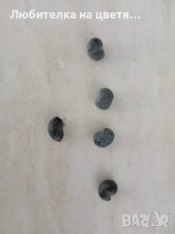 пресни семена хамеробс,трахикарпус( и разсад ), вашингтония и финикова канарска, снимка 7 - Сортови семена и луковици - 48914096