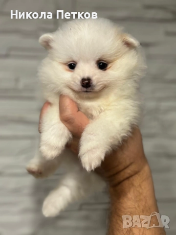 Померан мини , снимка 2 - Померан - 52619326