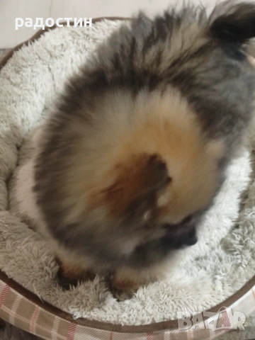 Померанчета мини, снимка 4 - Померан - 52708905