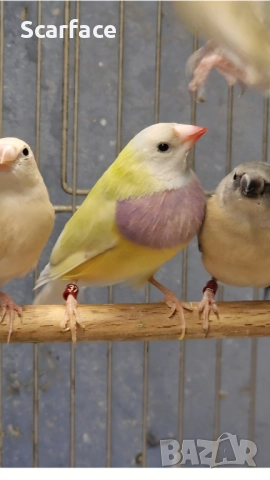 Гулдови амадини!!!, снимка 1