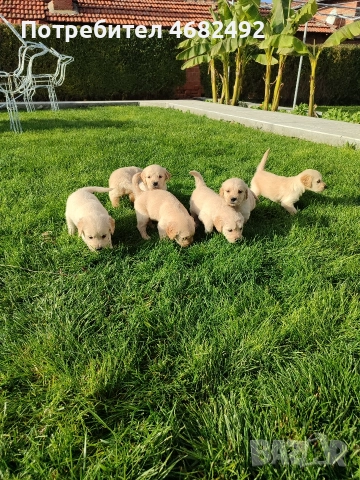 Голдън ретривър , снимка 10 - Голдън ретривър - 52794312