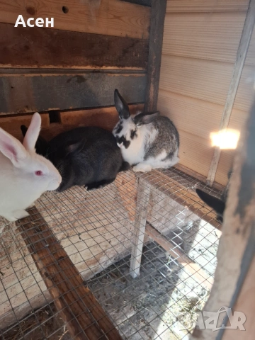 Зайци , снимка 3 - Други животни - 53151221