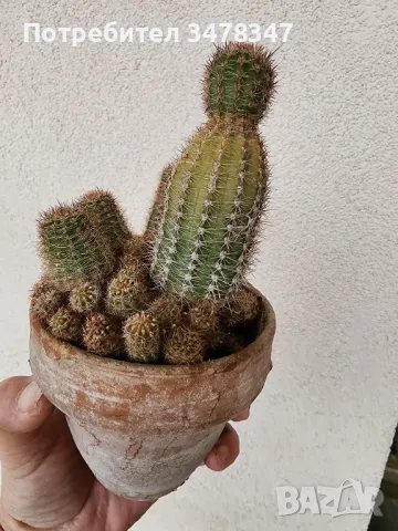 Lobivia, снимка 2 - Стайни растения - 50418372