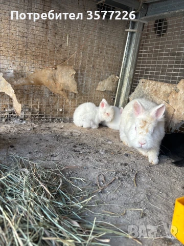 Декоративни зайчета и декоративни петлета, снимка 1