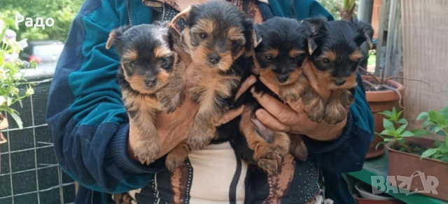 Йоркширски териер йорки свободни