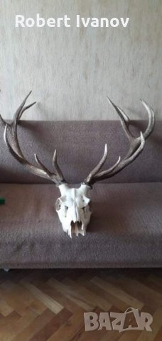 Еленски трофей с рога и череп