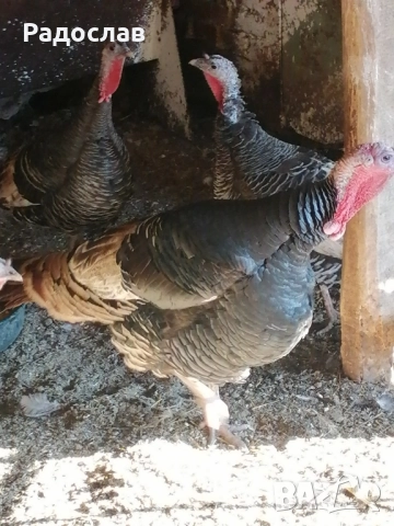 Пуйки и пуяци, кокошки Носачки, петли Бройлери, ярки за яйца 