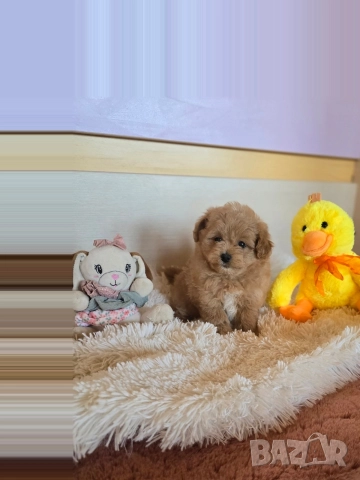 Помапу момиче 