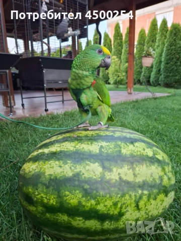 Шестмесечна женска амазона (с клетка), снимка 8 - Папагали - 52708916