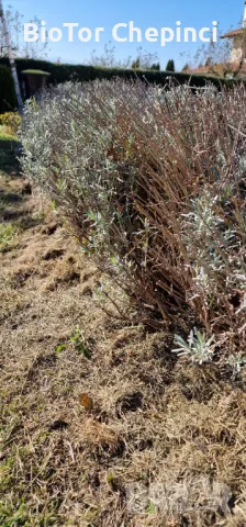 Компост от Прегоряла Трева-Рай Грас 50л чували, снимка 12 - Тор и почвени смеси - 47847251