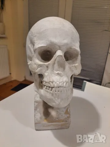 Гипсов череп за рисуване, реални размери, снимка 1