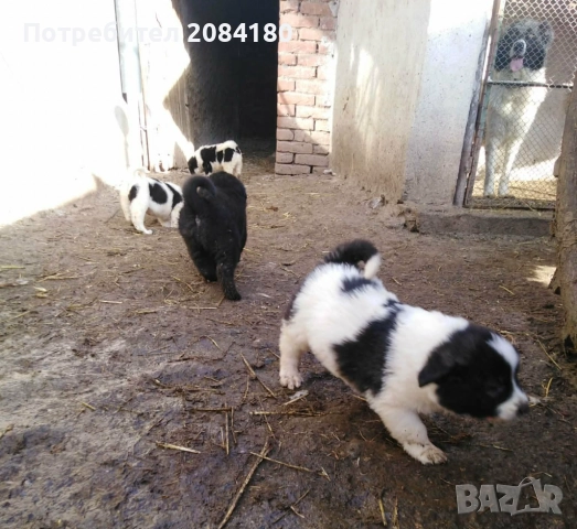 Продавам малки овчарски кученца