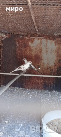 Шарени Диамантени гугутки!, снимка 5 - други­ - 51645799