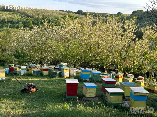 Горски Пчелен Прашец от резерват с. Сребърна, снимка 6 - Пчелни продукти - 51132781