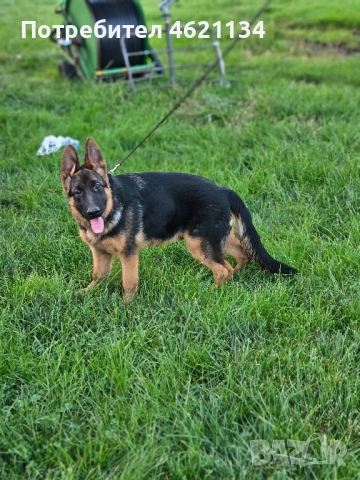 Малка мъжка немска, снимка 10 - Други животни - 52432567