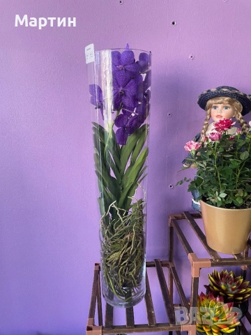 Стайни растения за дома и офиса , снимка 5 - Стайни растения - 52435932