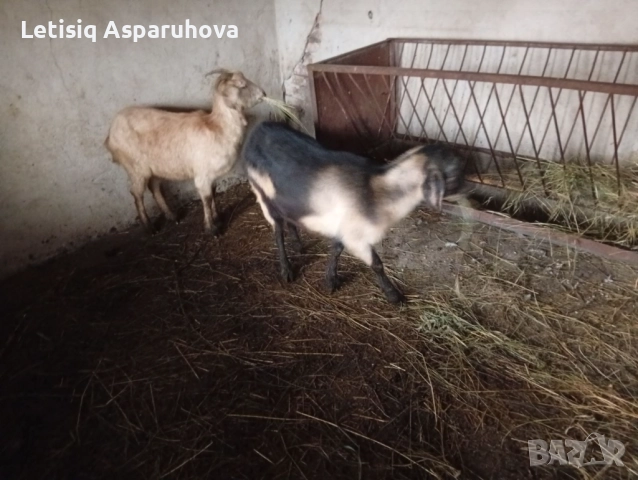 Продавам две козички дзвиски за първи път ще се козата, снимка 7 - Кози - 52826897