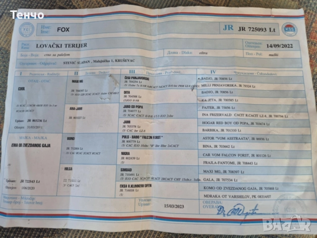 Ягдтериер за разплод, снимка 5 - Ягдтериер - 51474448