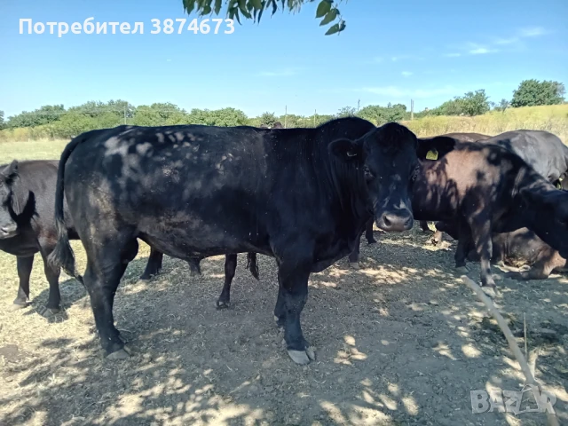 14 крави и 2 телета абардин ангус под селекция септември почват да си телат, снимка 1