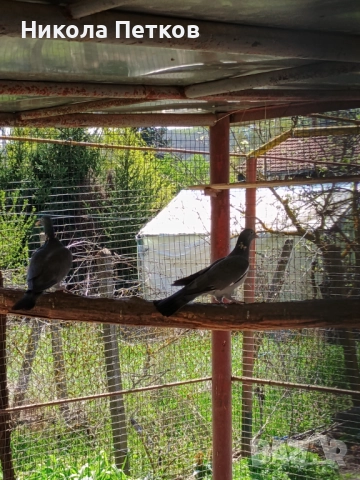 Гривеци , снимка 9 - други­ - 52127132