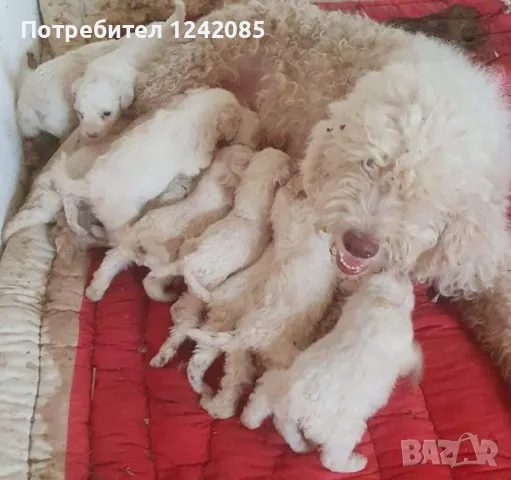 Мали кученца Лагото романьоло, снимка 4 - Други - 42261739