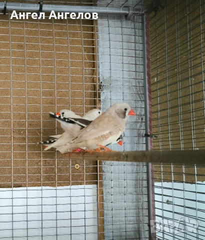 зеброви амадини , снимка 3 - Амадини - 53275693