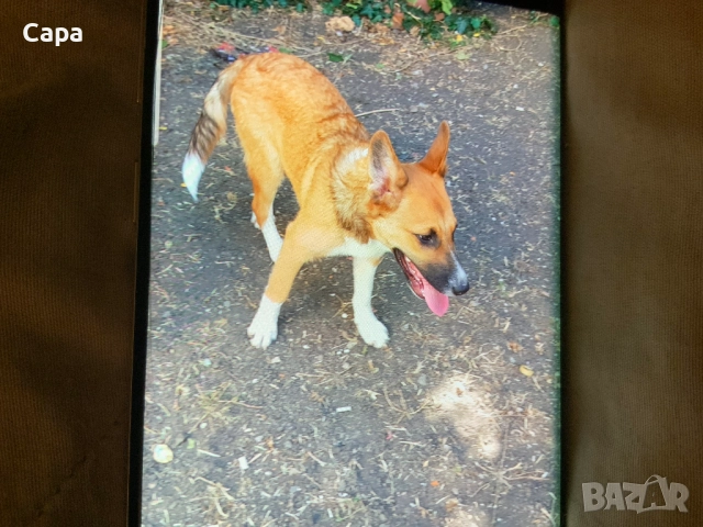 Белгийски овчарки мъжка и женска,на 12 месеца/0882028884, снимка 3 - Немска овчарка - 51860043