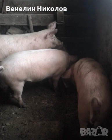 Прасета, снимка 8 - Прасета - 53504063