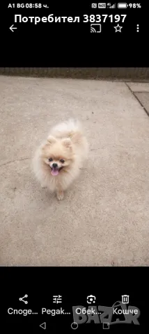 мъжки на 2 години , снимка 3 - Померан - 49886922