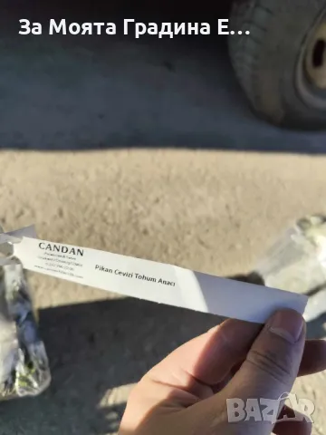 Орех "Пекан" Фиданки , снимка 3 - Разсади - 49766621