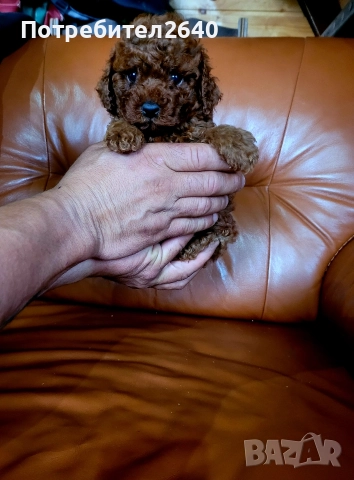 Той пудел red brown ДОСТАВКА!