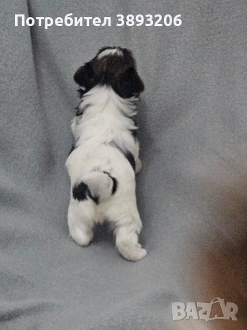 биверчета, снимка 4 - Йоркширски териер - 52788675