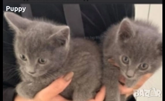 Продавам синьо руско момиченце!, снимка 3 - Руска синя котка - 51467437