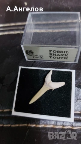 Фосил , снимка 3 - Колекции - 51046476