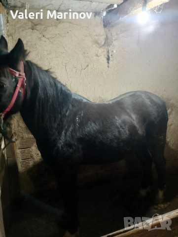 8 годишен кон, снимка 2 - Коне - 53405955