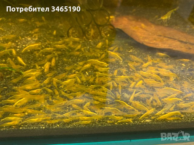 Жълти скариди, Yellow Shrimps, снимка 9 - Рибки - 40658195