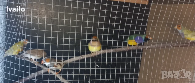 Гулдови амадини, снимка 1