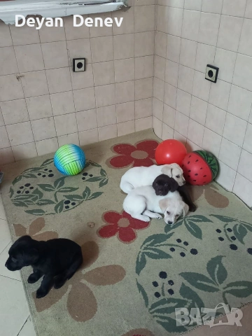 лабрадор реитривър , снимка 2 - Лабрадор ретривър - 52878460