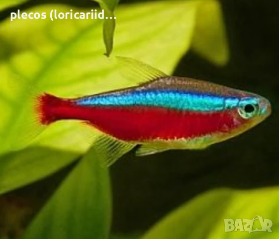 Червен неон